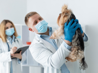 Inglés para veterinaria </br> Real scenarios for veterinary